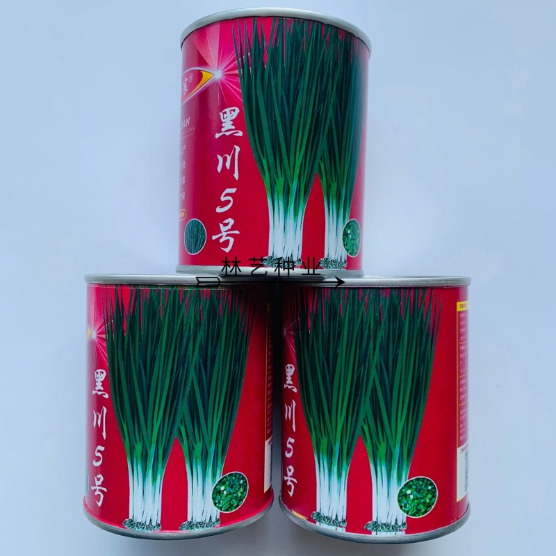黑川5号小香葱种子叶色墨绿耐热耐寒硬度好株型直立抗病产量