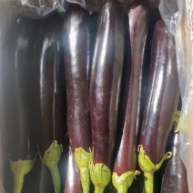 紫长茄产地直发，质量保证，物美价廉，全国发货