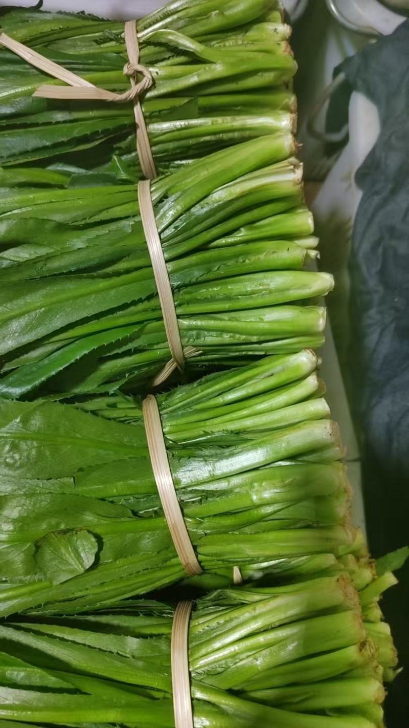 大香菜（大芫荽）