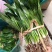 大香菜（大芫荽）