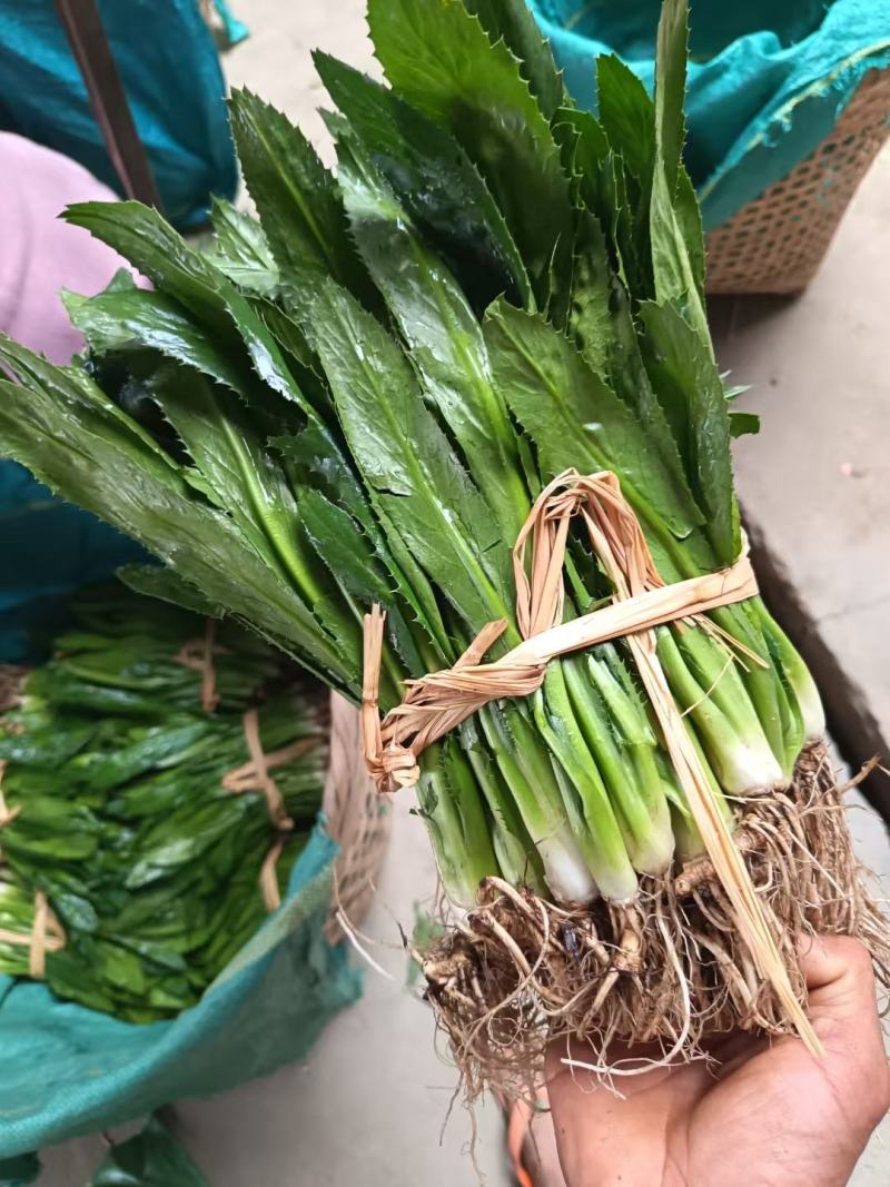 大香菜（大芫荽）