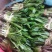 大香菜（大芫荽）