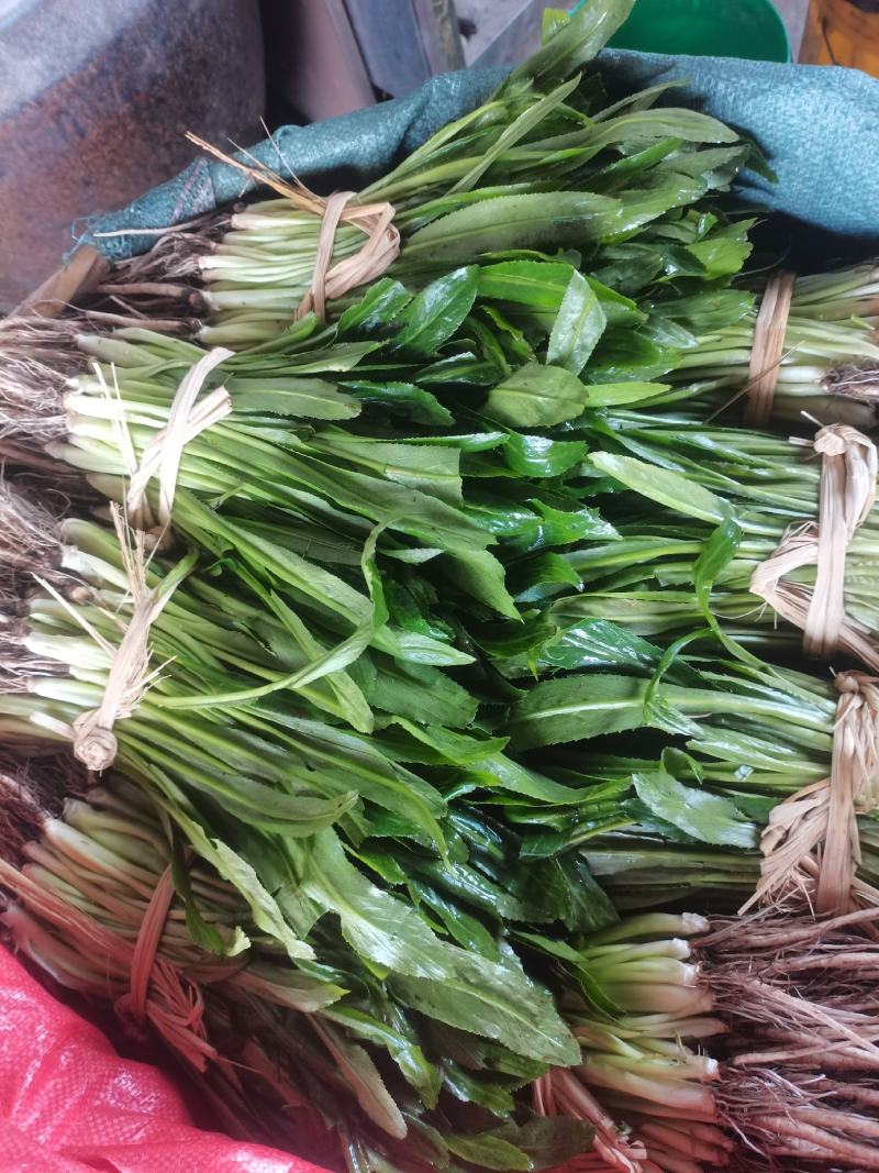 大香菜（大芫荽）