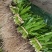 大香菜（大芫荽）