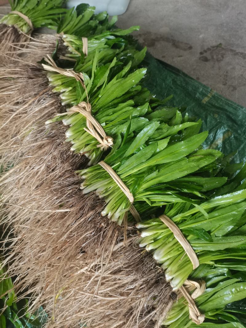 大香菜（大芫荽）