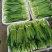 大香菜（大芫荽）