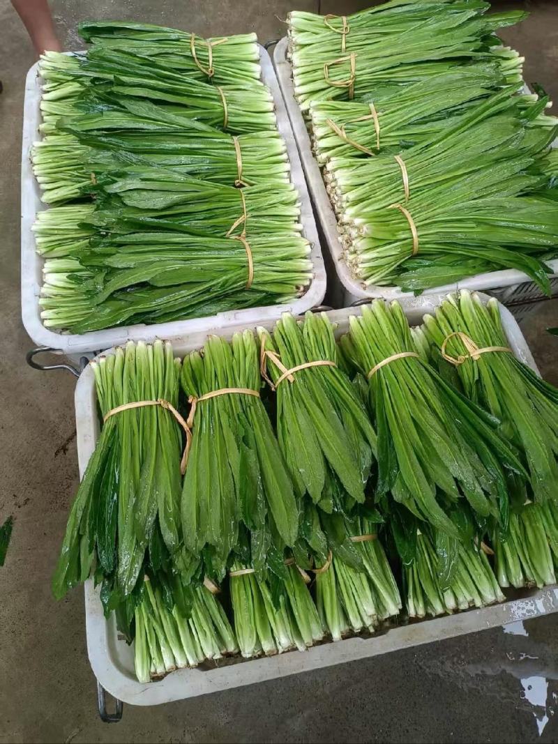 大香菜（大芫荽）