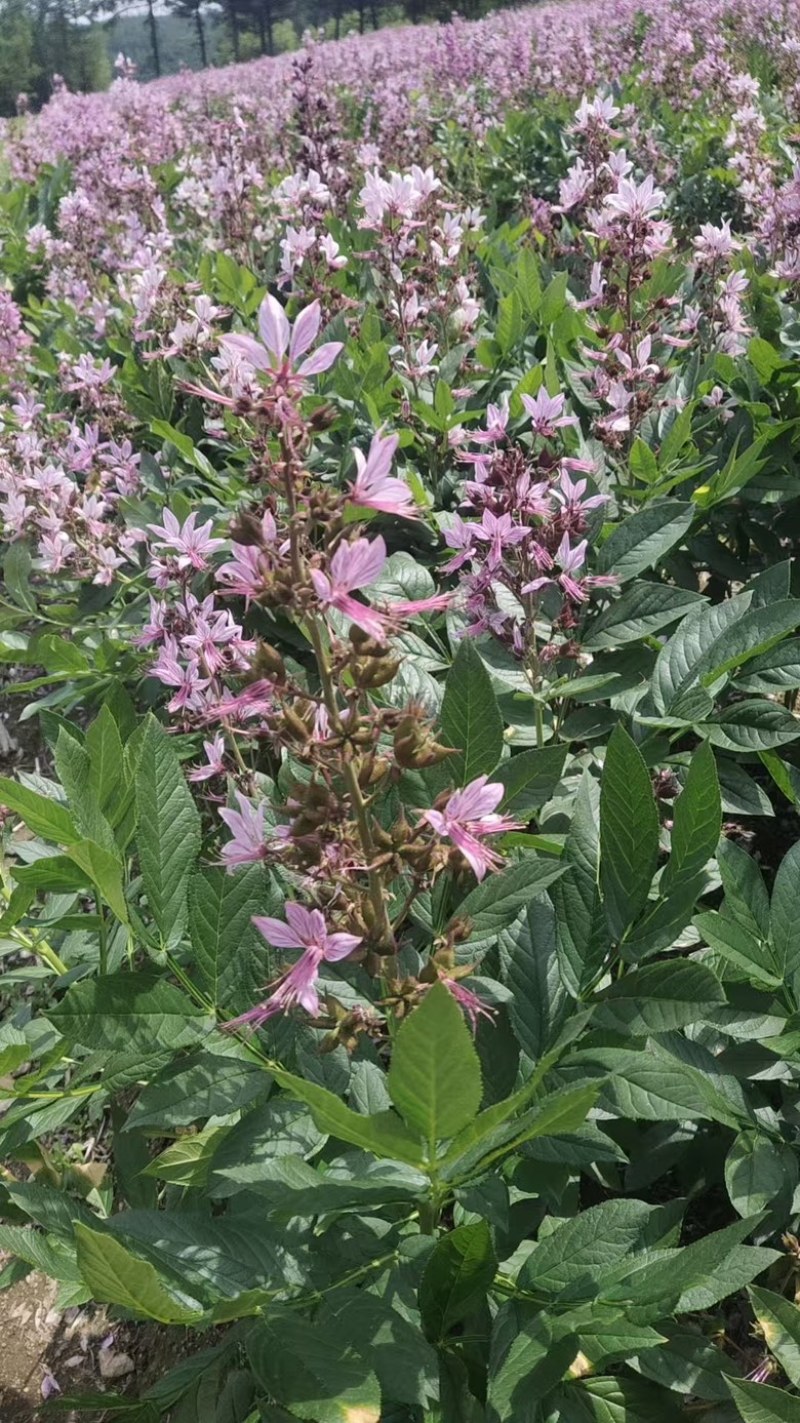 阔叶白鲜皮手选新种子