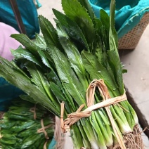 大香菜（大芫荽）