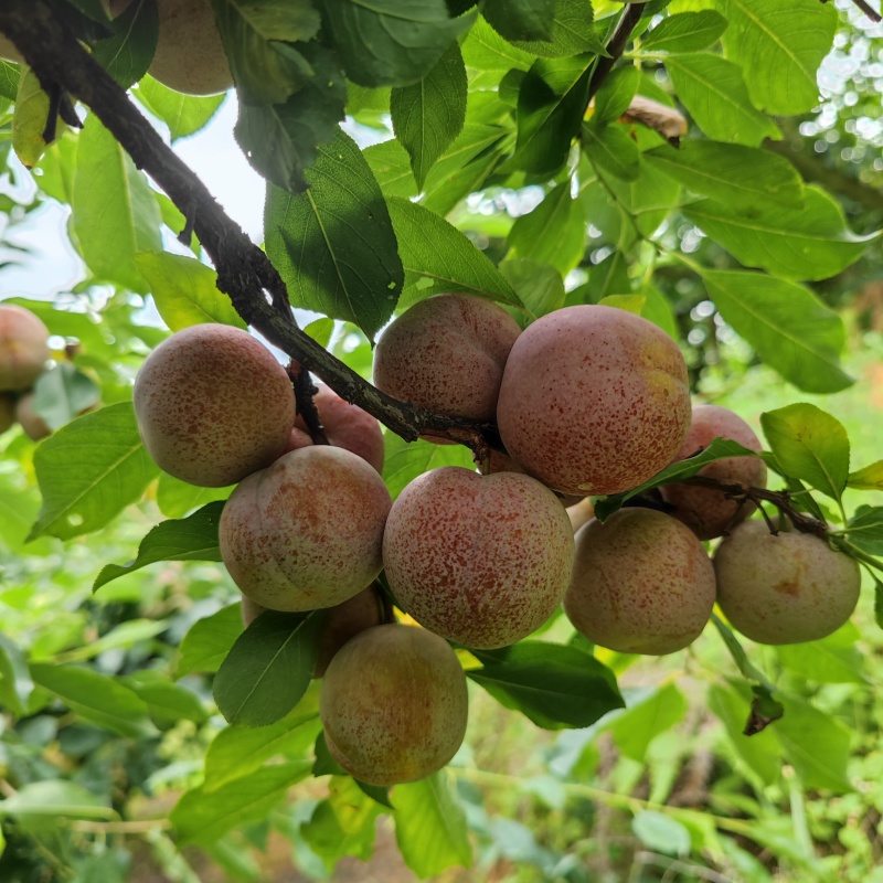 芙蓉李电商果，价格历史新低，每天可发数万斤，全国大量供货