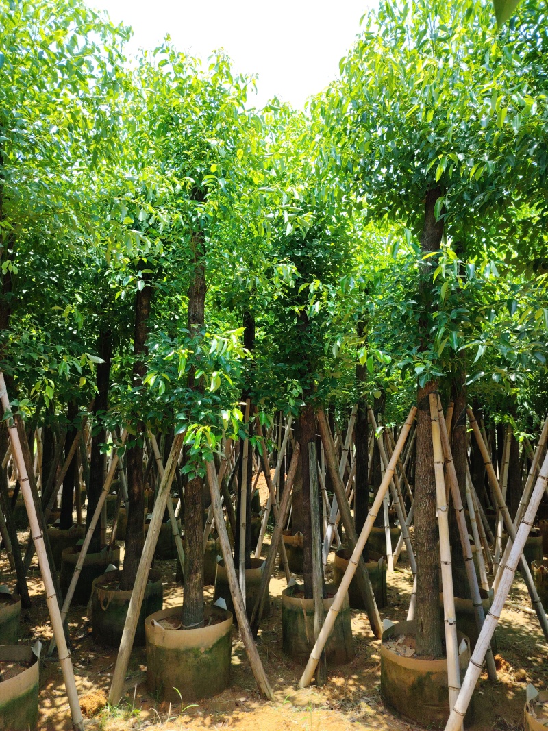 香樟5～8～10～12分