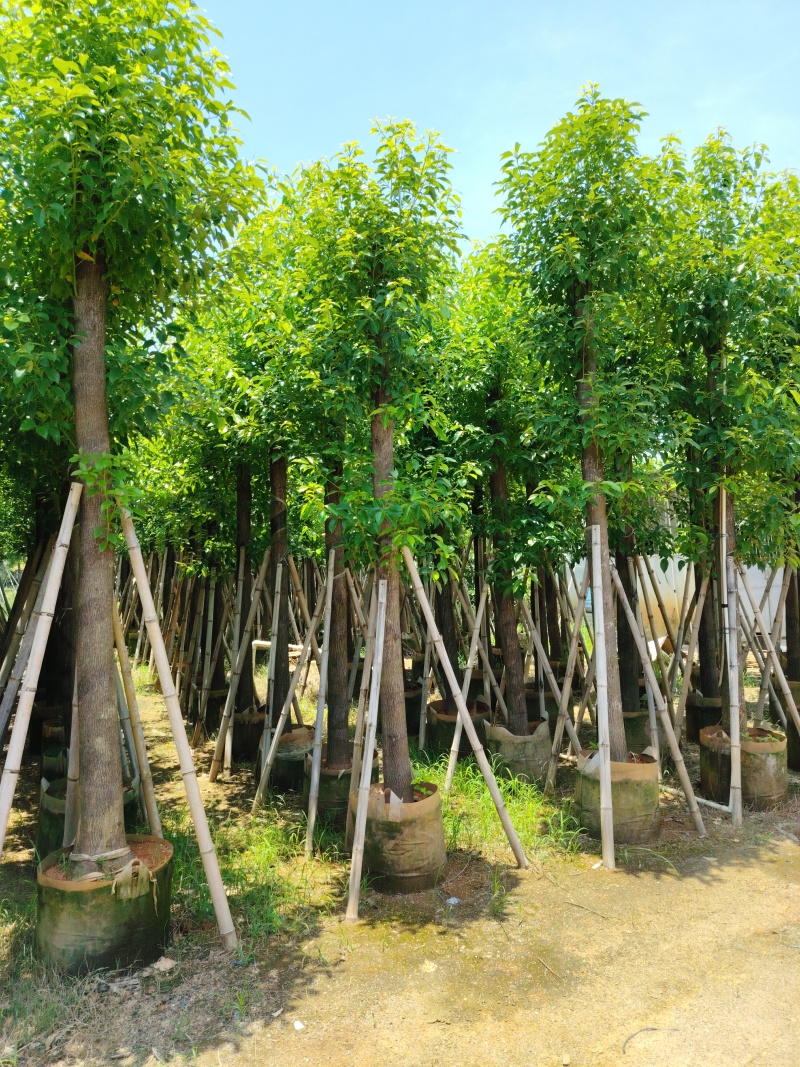 香樟5～8～10～12分
