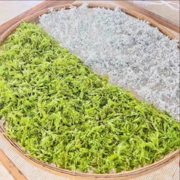 来凤县藤茶恩施藤茶湖北藤茶2025新茶包邮养生茶