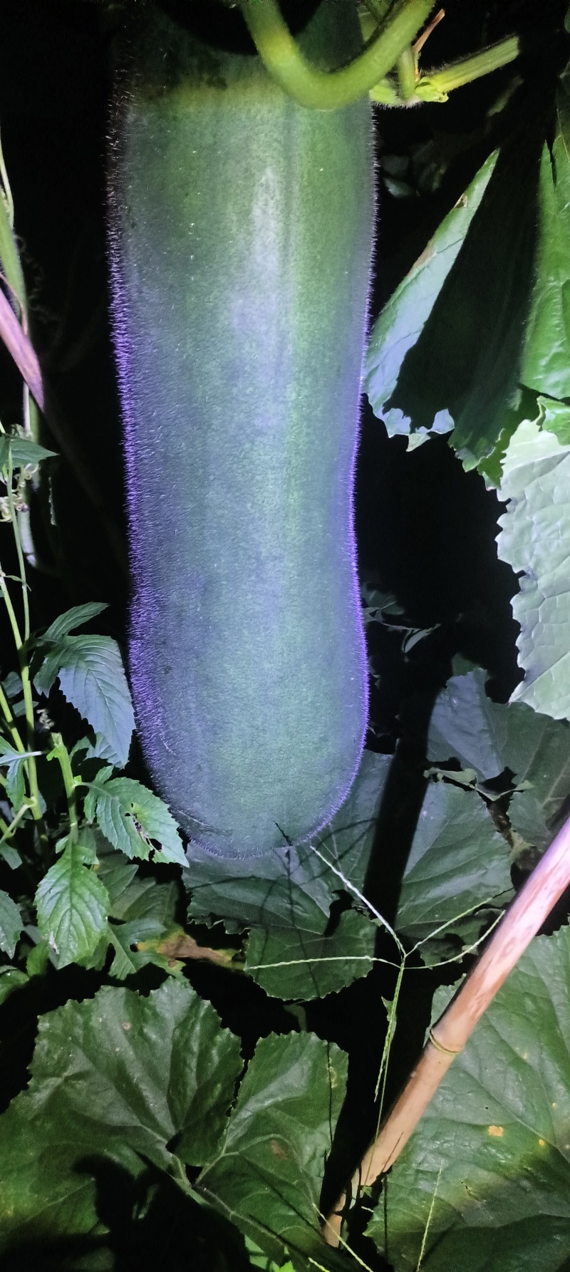 高原黑皮吊冬瓜