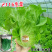 环农2116生菜种子耐热耐寒耐抽苔长势好适应性强口感好