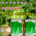 环农2116生菜种子耐热耐寒耐抽苔长势好适应性强口感好