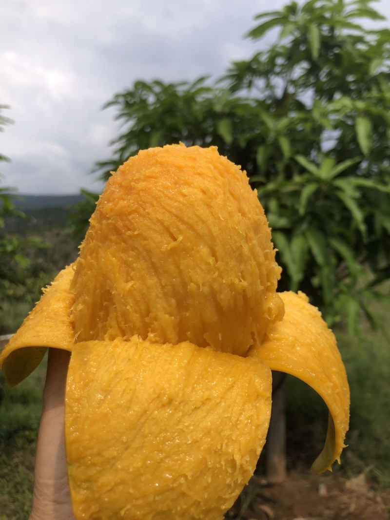 云南凯特芒果，一手货源，价格优惠，欢迎下单