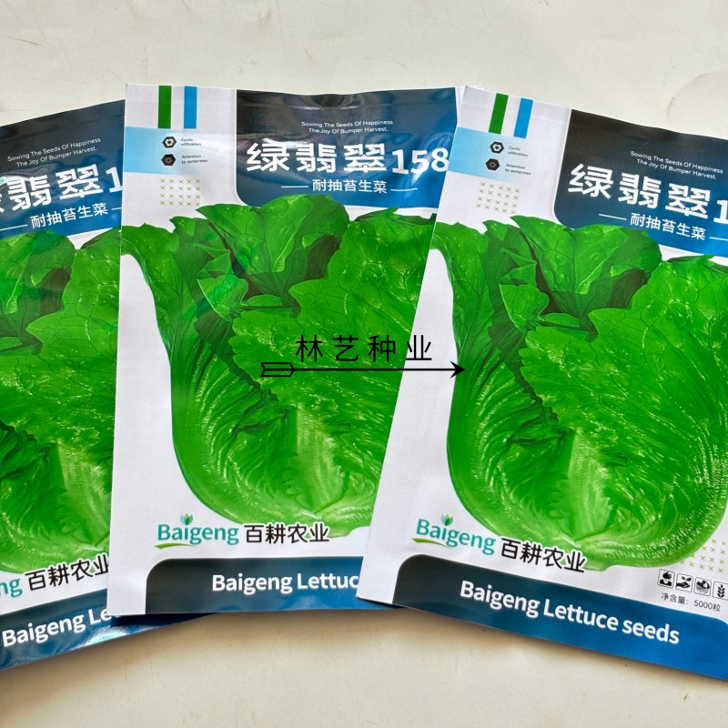 绿翡翠158生菜种子口感好深绿油亮高产抗病商品性佳