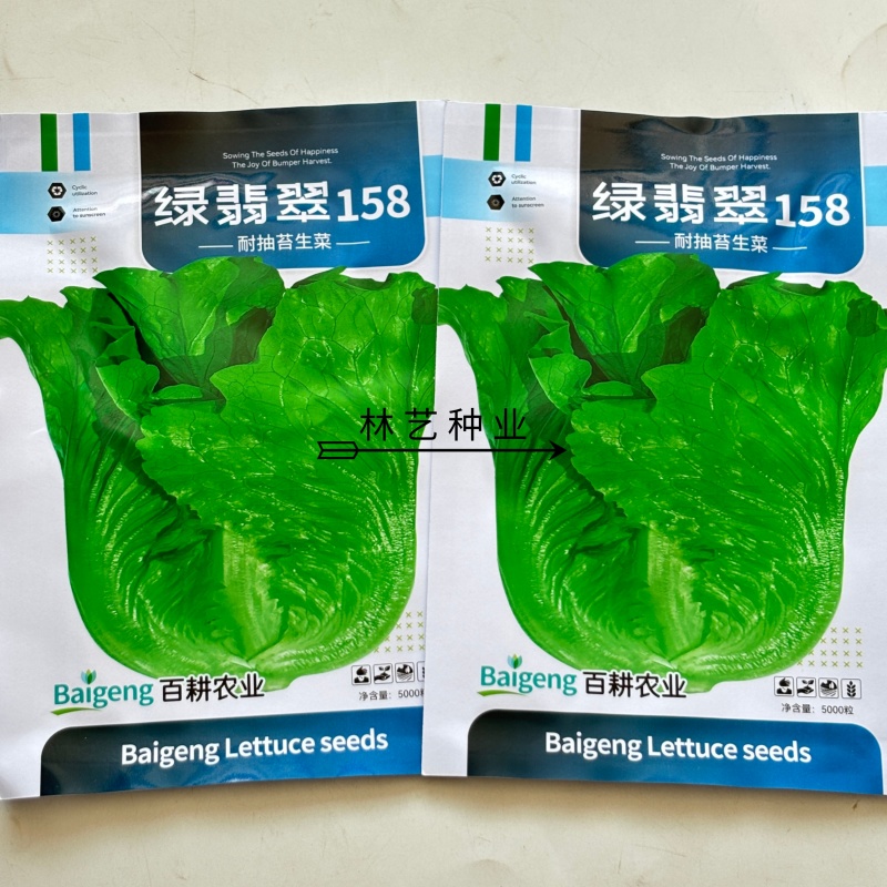绿翡翠158生菜种子口感好深绿油亮高产抗病商品性佳