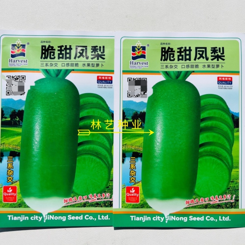 脆甜凤梨萝卜种子水果凤梨种籽山东萝卜潍县青萝天津沙窝