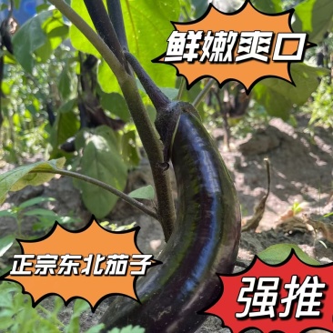 黑龙江绥化紫把茄子现摘现卖网红主播一件代发