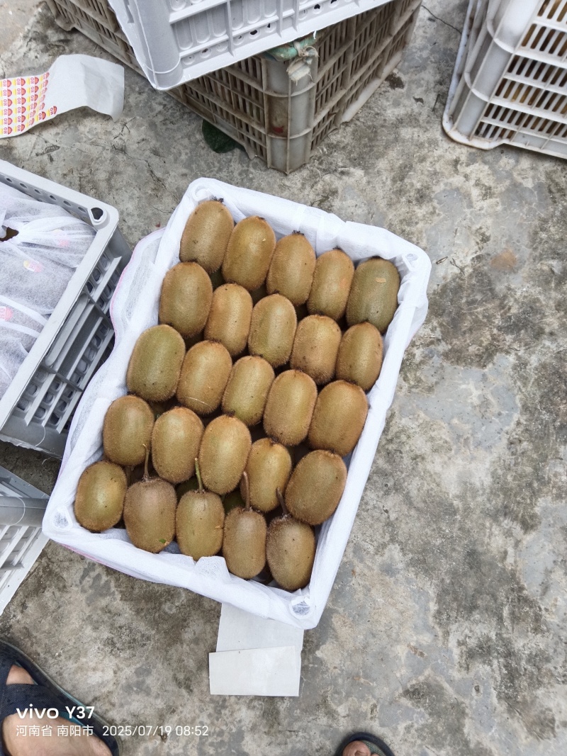 西峡猕猴桃产地直供，新鲜采摘，口感好果大，对接采购商