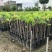 玲珑荔枝苗，广东省普宁市基地直接发货，保质保量，欢迎您下