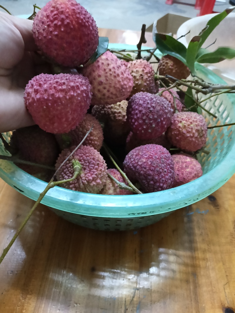 玲珑荔枝苗，广东省普宁市基地直接发货，保质保量，欢迎您下