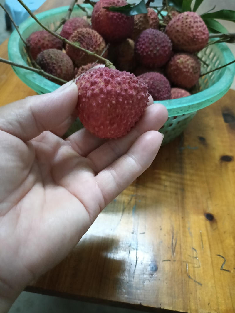 玲珑荔枝苗，广东省普宁市基地直接发货，保质保量，欢迎您下