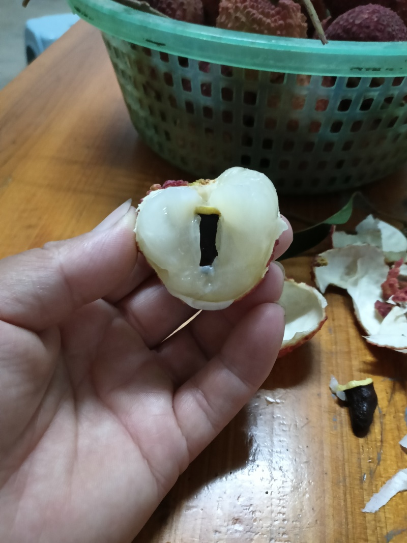 玲珑荔枝苗，广东省普宁市基地直接发货，保质保量，欢迎您下