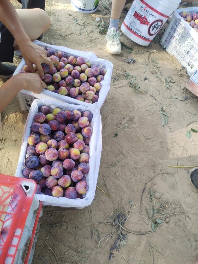 国丰7李子，果大含糖量高。品质保证