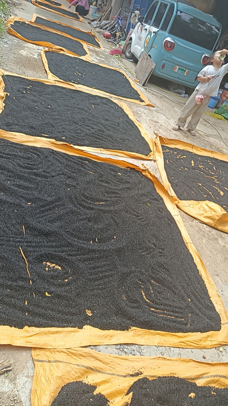 济宁金乡洋葱种子培育基地产地直供全国发货量大从优