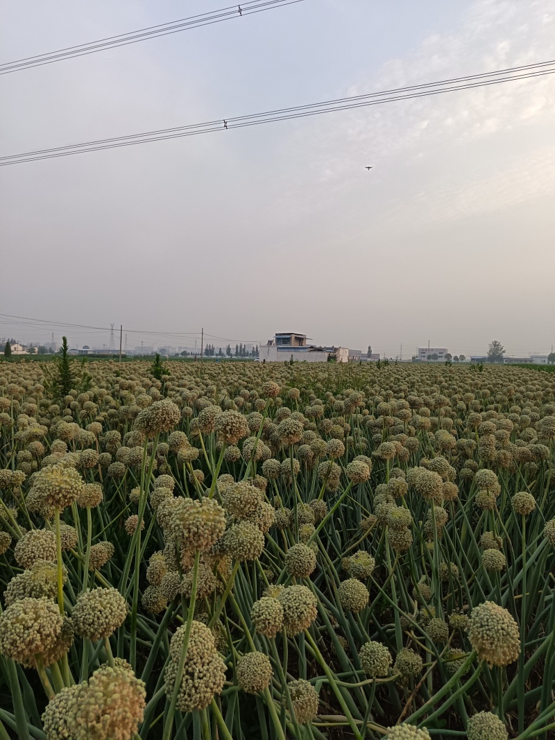 济宁金乡洋葱种子培育基地产地直供全国发货量大从优