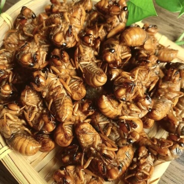 砀山正宗蝉蛹个大肉多