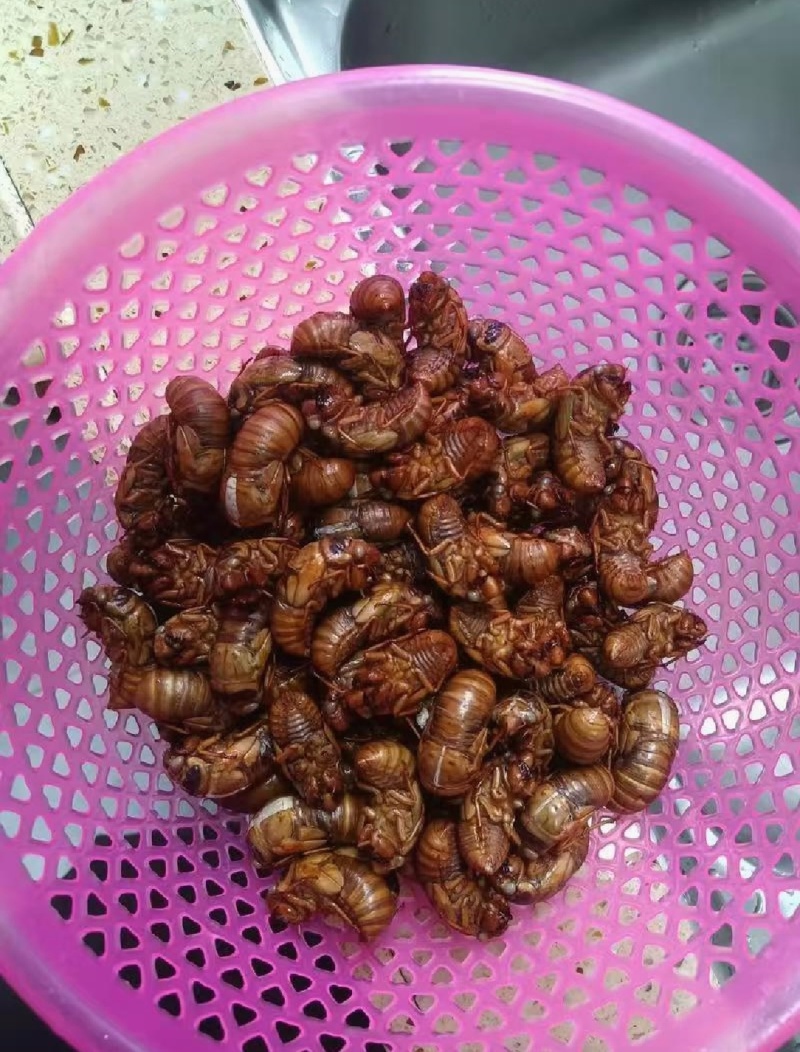 砀山正宗蝉蛹个大肉多