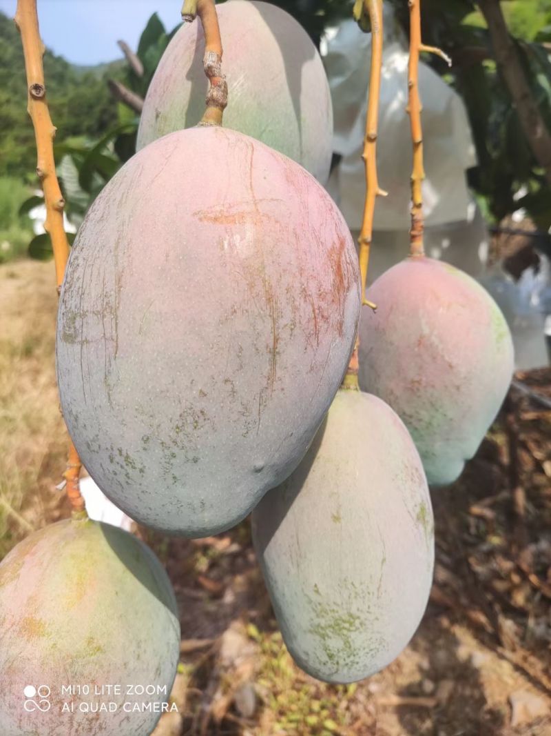 攀枝花凯特芒熟了欢迎各位老板前来洽谈，