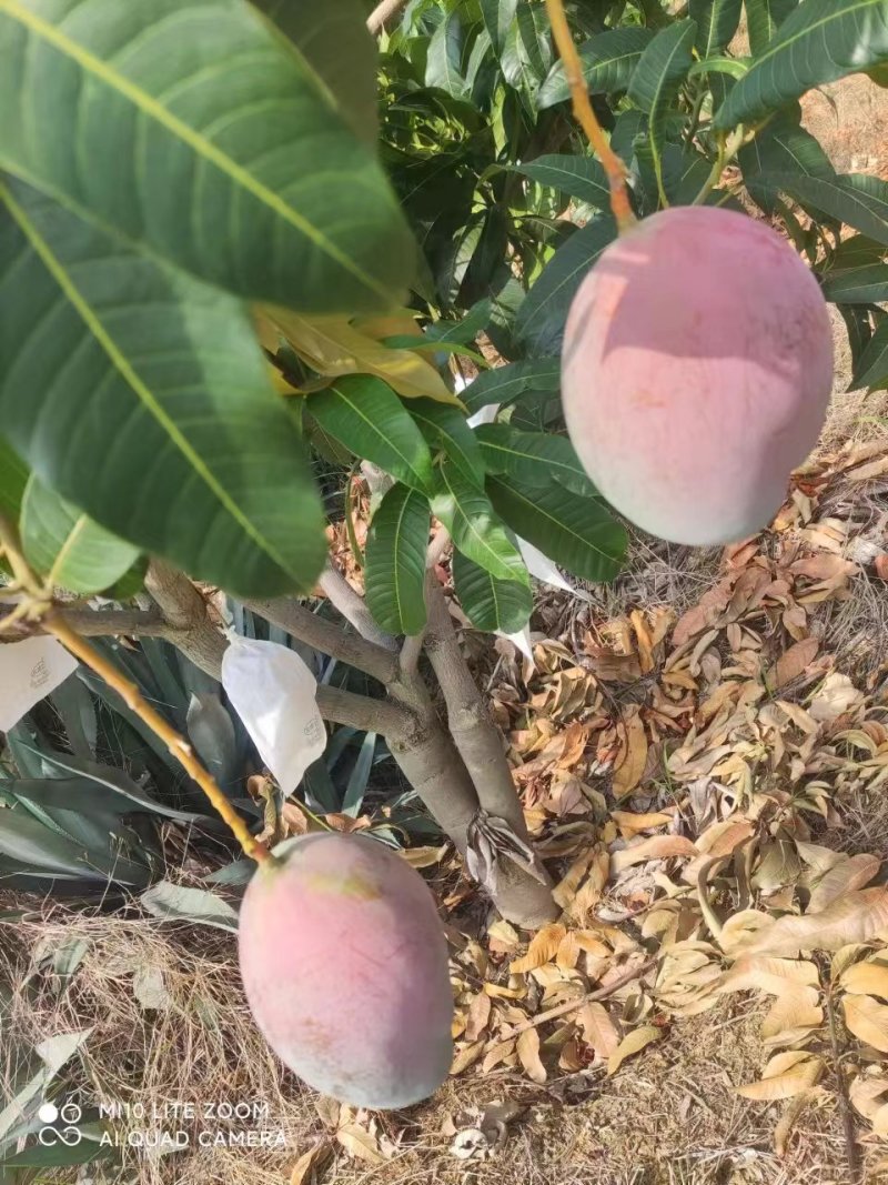 攀枝花凯特芒熟了欢迎各位老板前来洽谈，