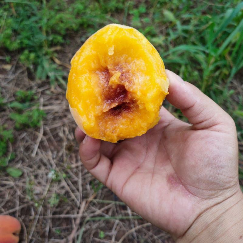 锦绣黄桃