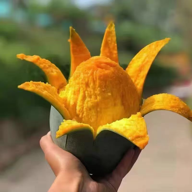 攀枝花凯特芒熟了欢迎各位老板前来洽谈，