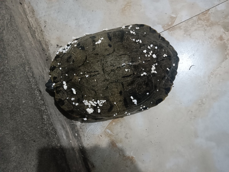 甲鱼