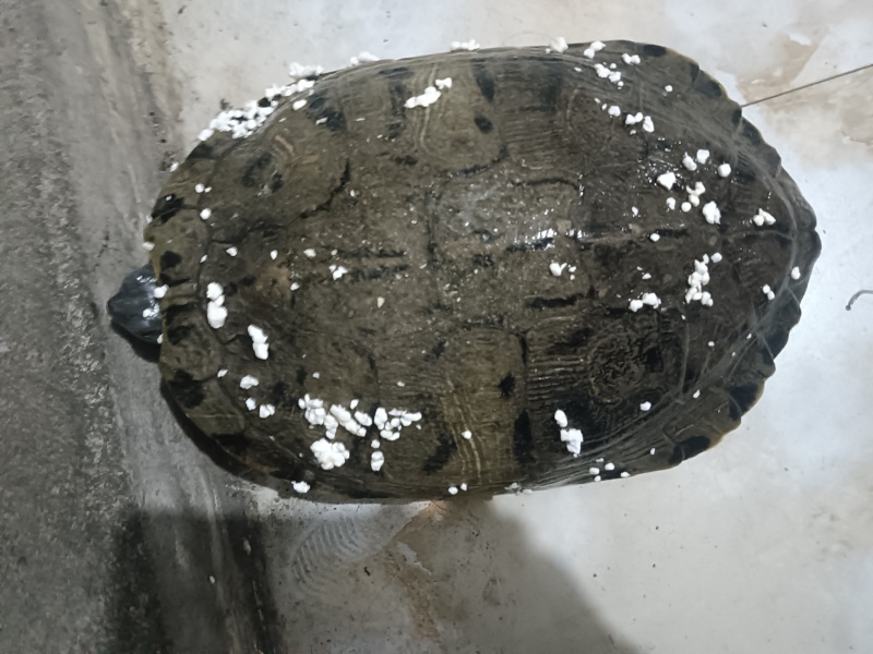 甲鱼