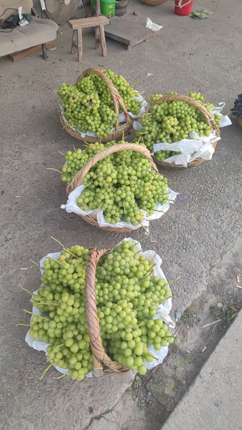 阳光玫瑰