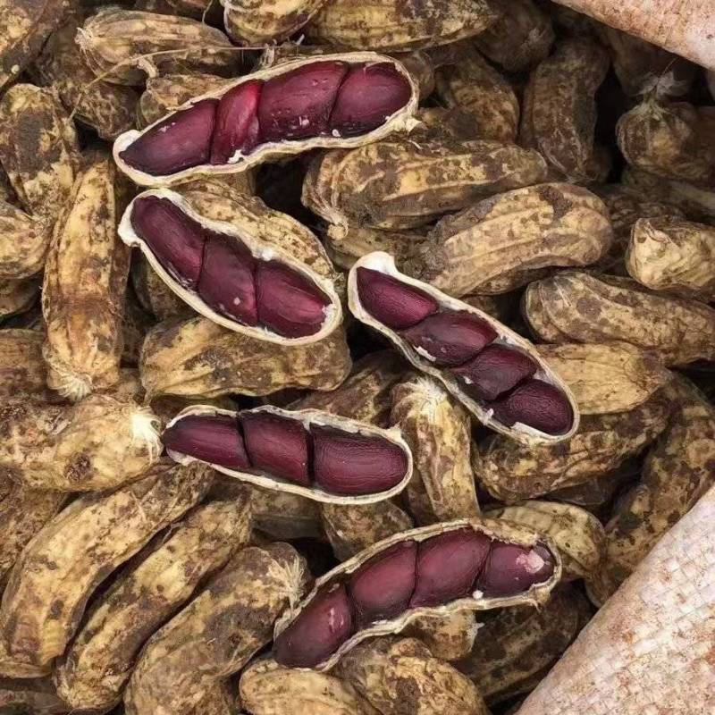 黑皮花生