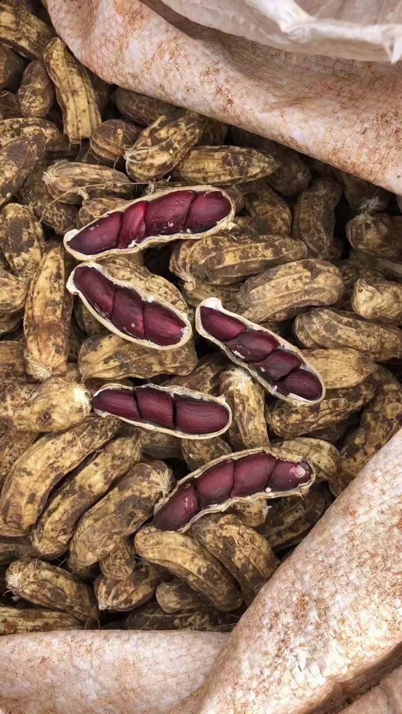 黑皮花生