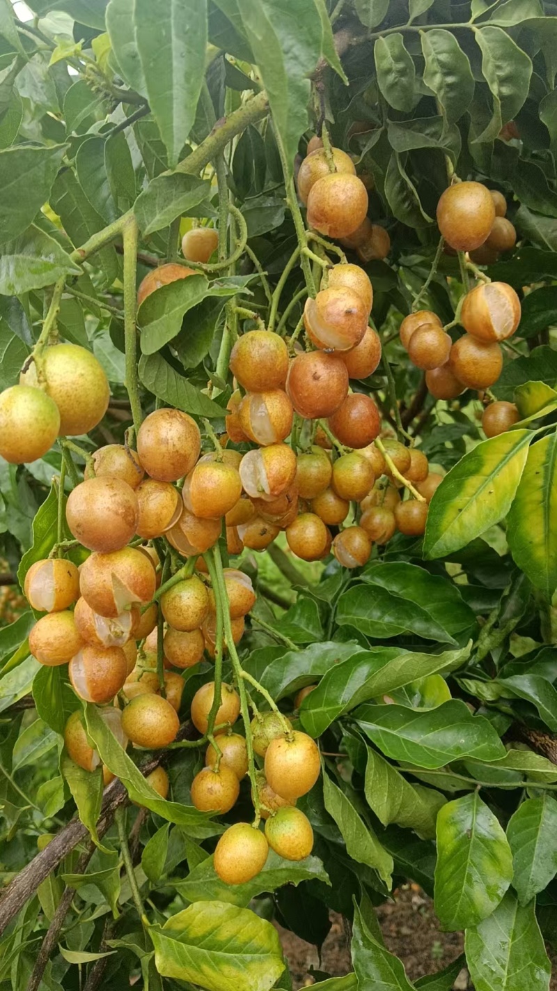 贵妃，鸡心黄皮果
