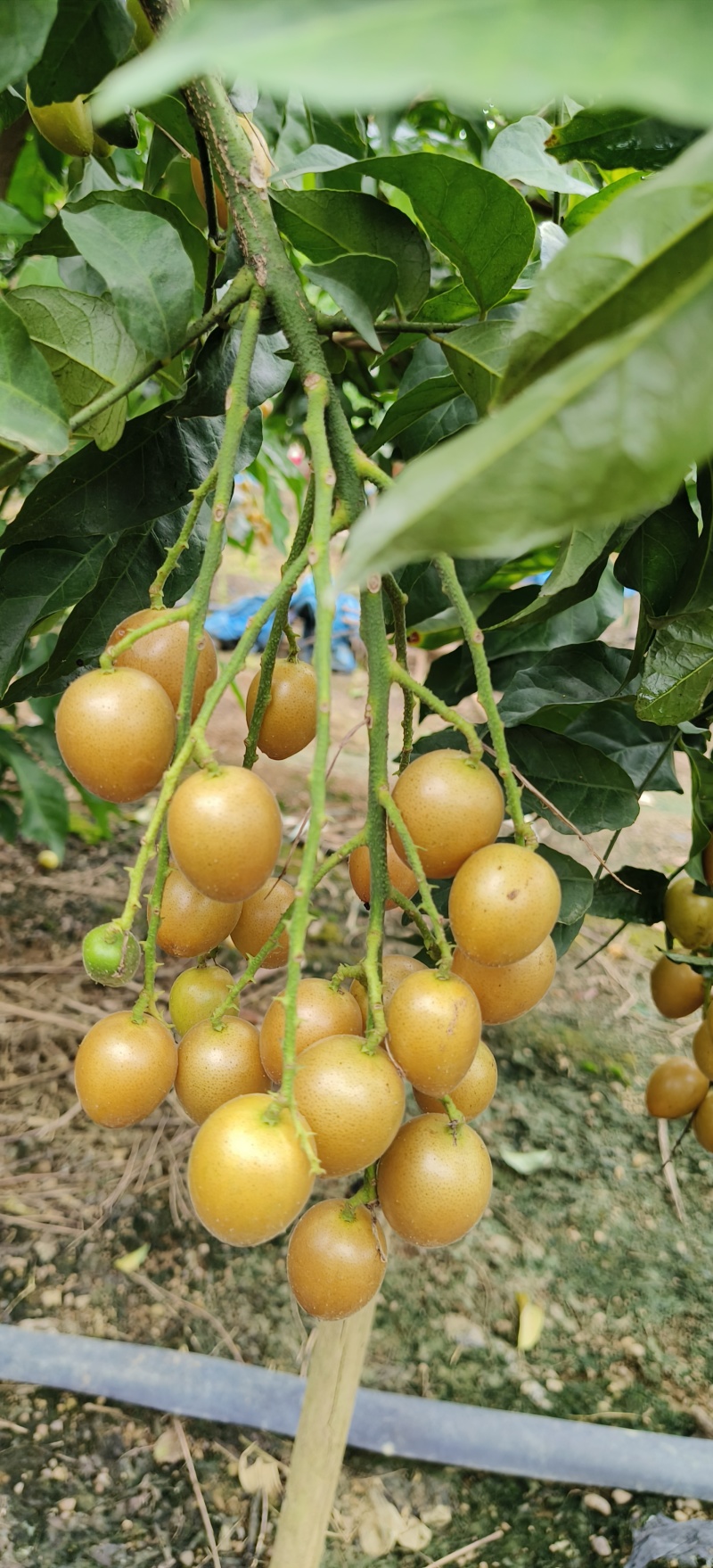 贵妃，鸡心黄皮果
