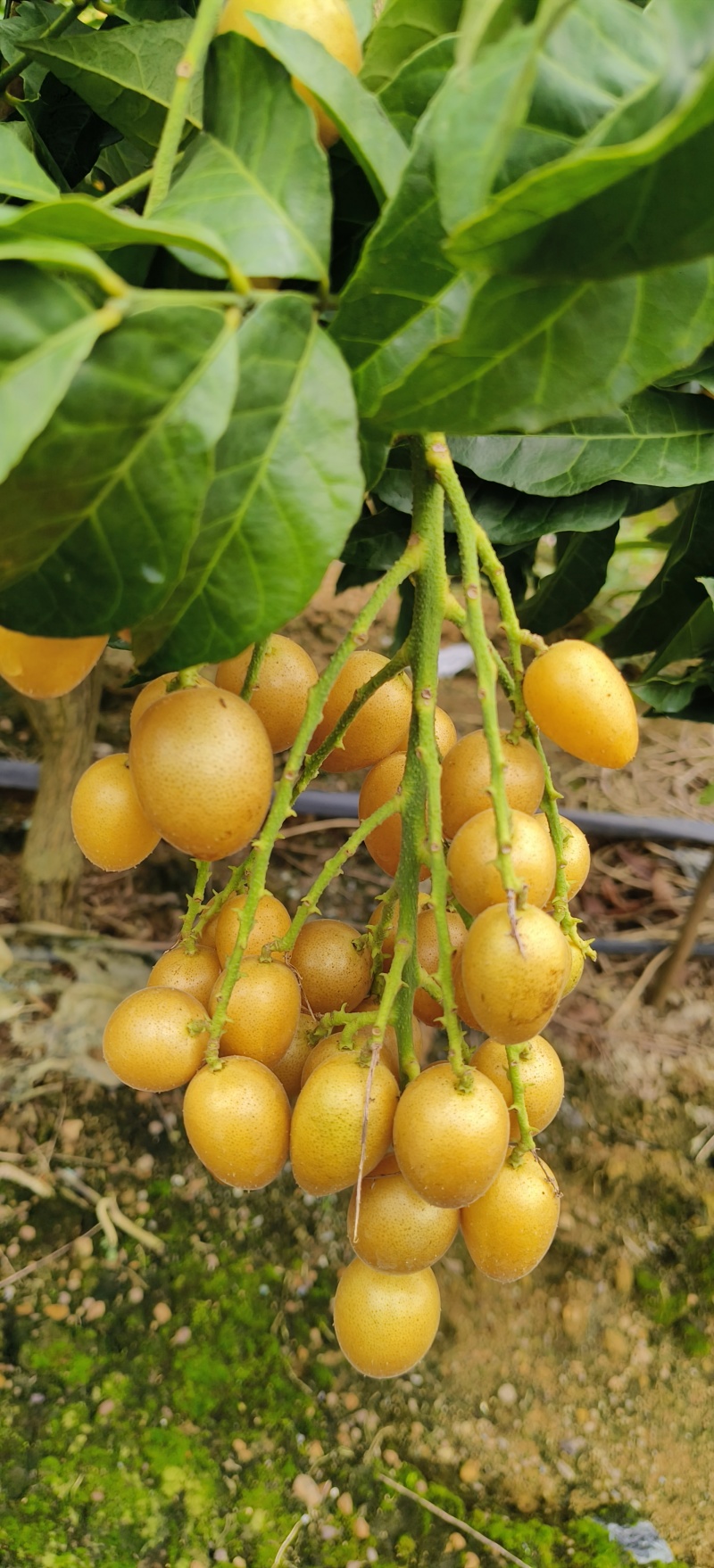 贵妃，鸡心黄皮果