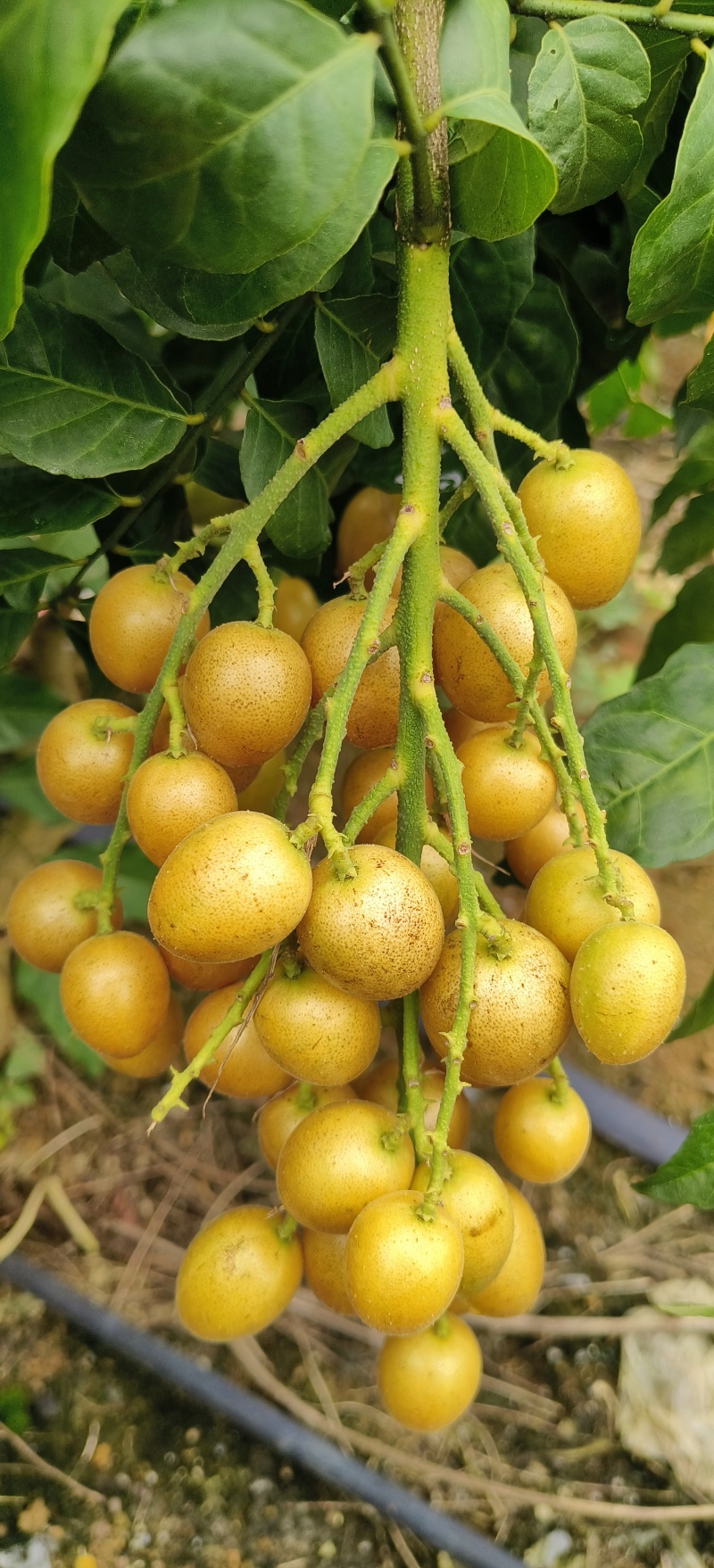 贵妃，鸡心黄皮果