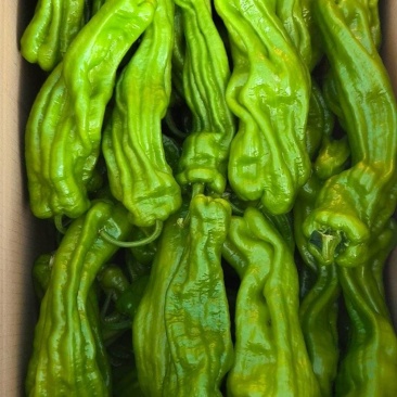 芜湖椒，牛角，辣妹子，大量有货，价格合理