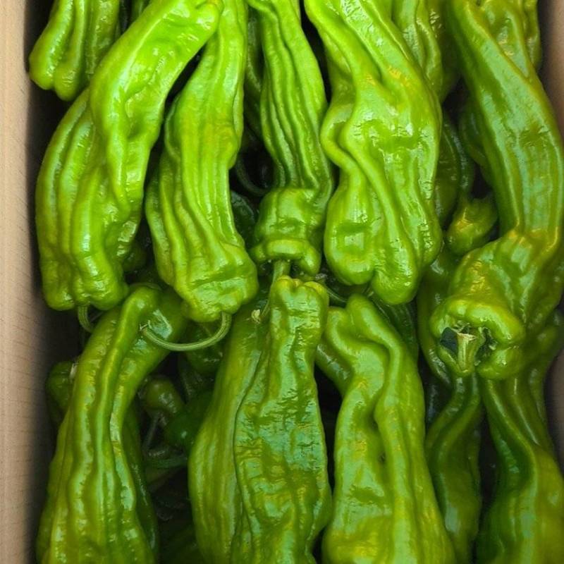 芜湖椒，牛角，辣妹子，大量有货，价格合理